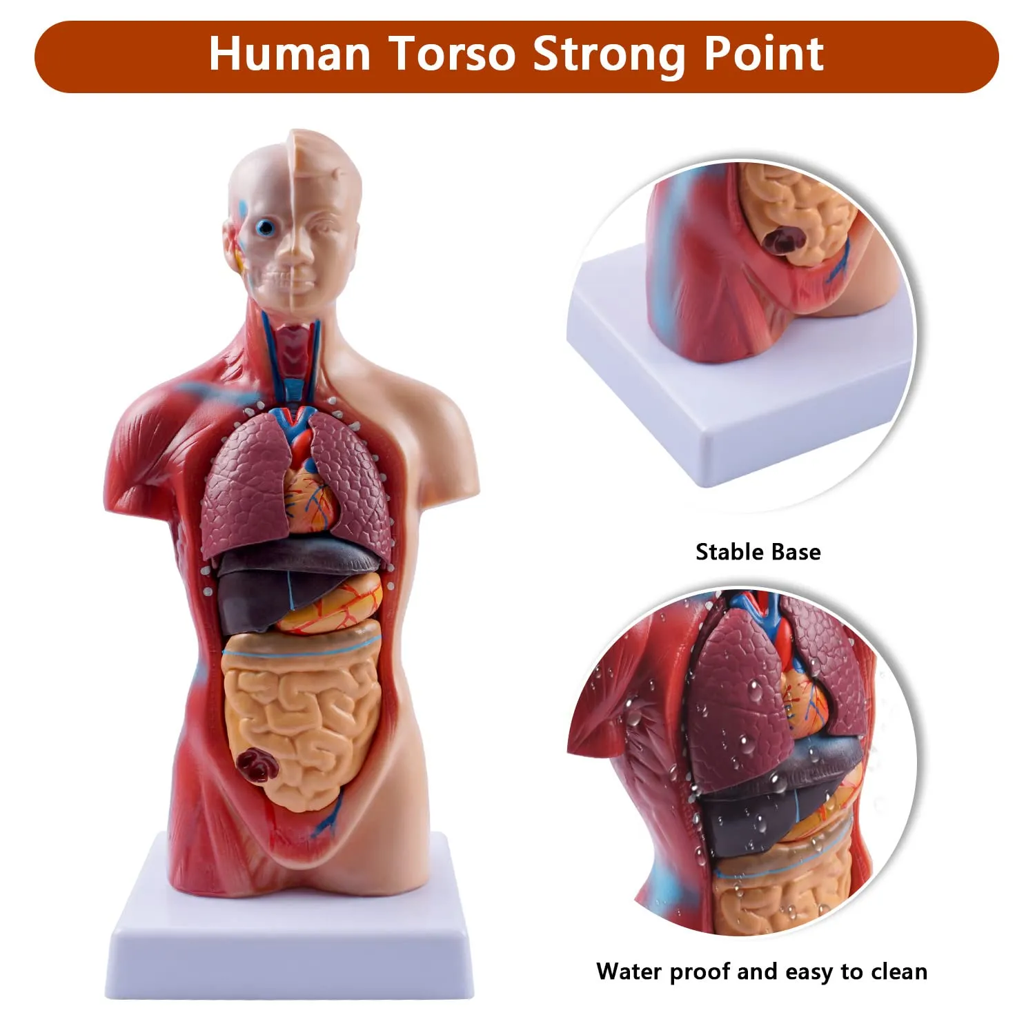 breesky 10.5inch Medical Torso Human Body Model Anatomy Doll 15 Removable Parts Education Organs Model for Teaching Study Class Students