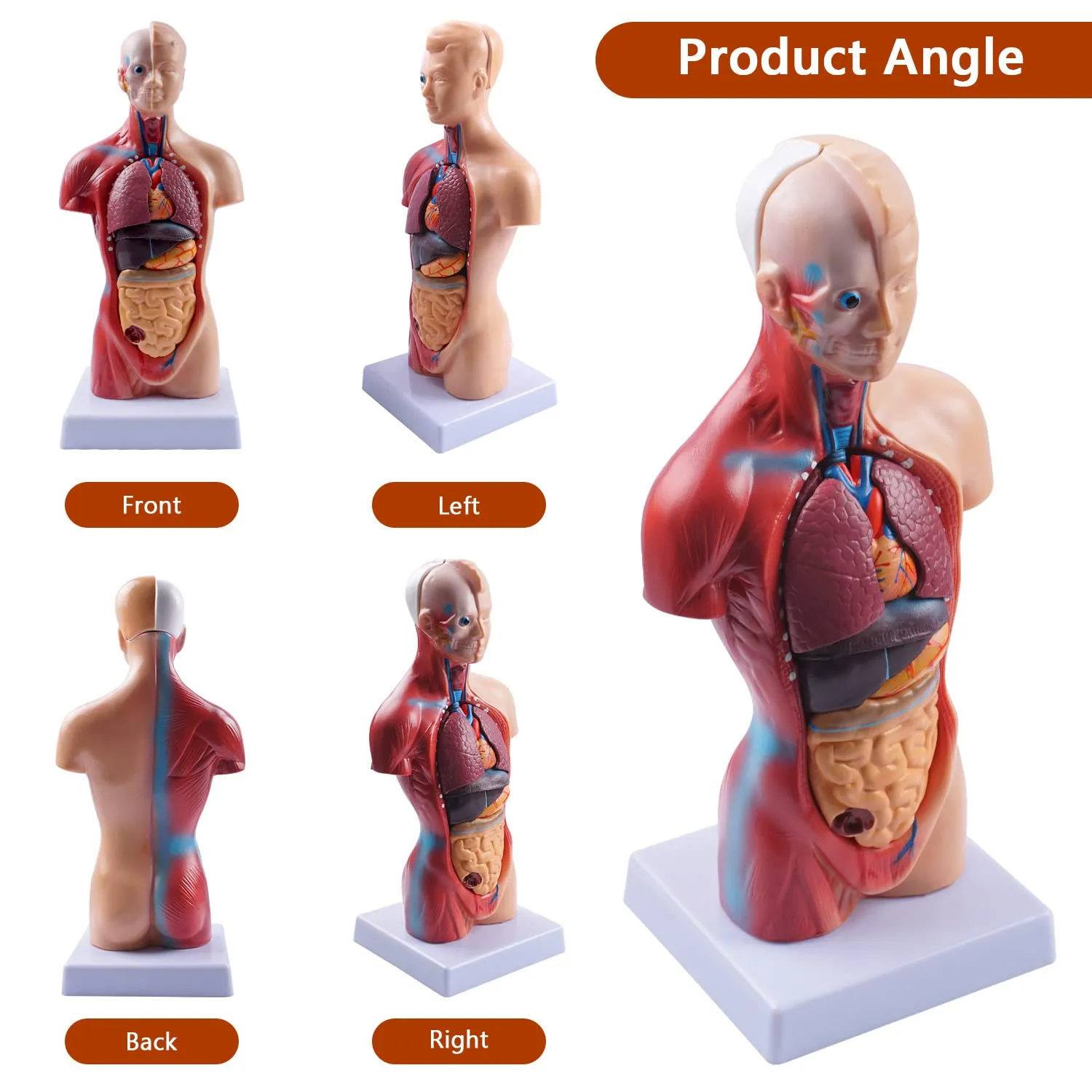 breesky 10.5inch Medical Torso Human Body Model Anatomy Doll 15 Removable Parts Education Organs Model for Teaching Study Class Students