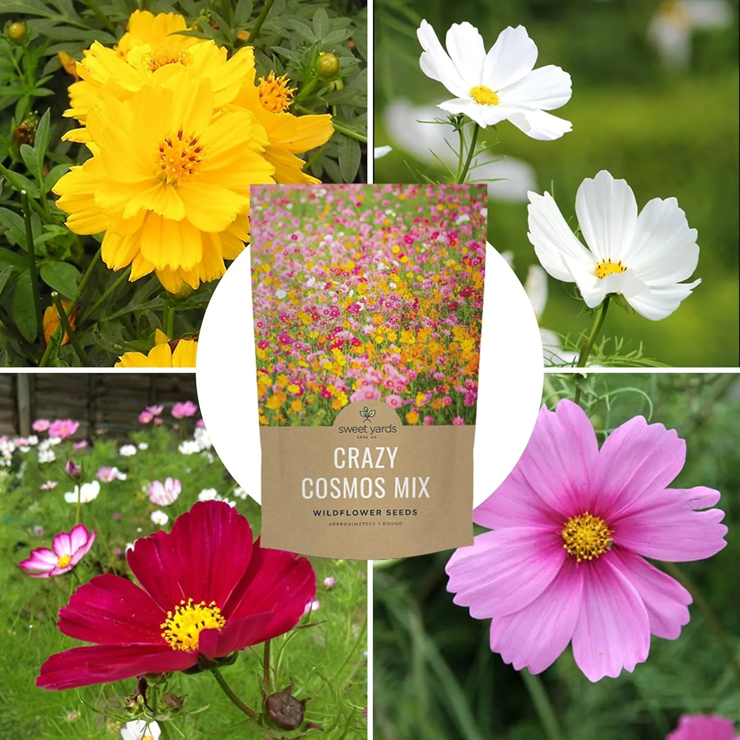 Bulk Cosmos Seeds Wildflower Mixture - 1 Pound Bag - Over 80,000 Seeds - Pink, Yellow, Orange, Red, Purple and White Mixed Species!
