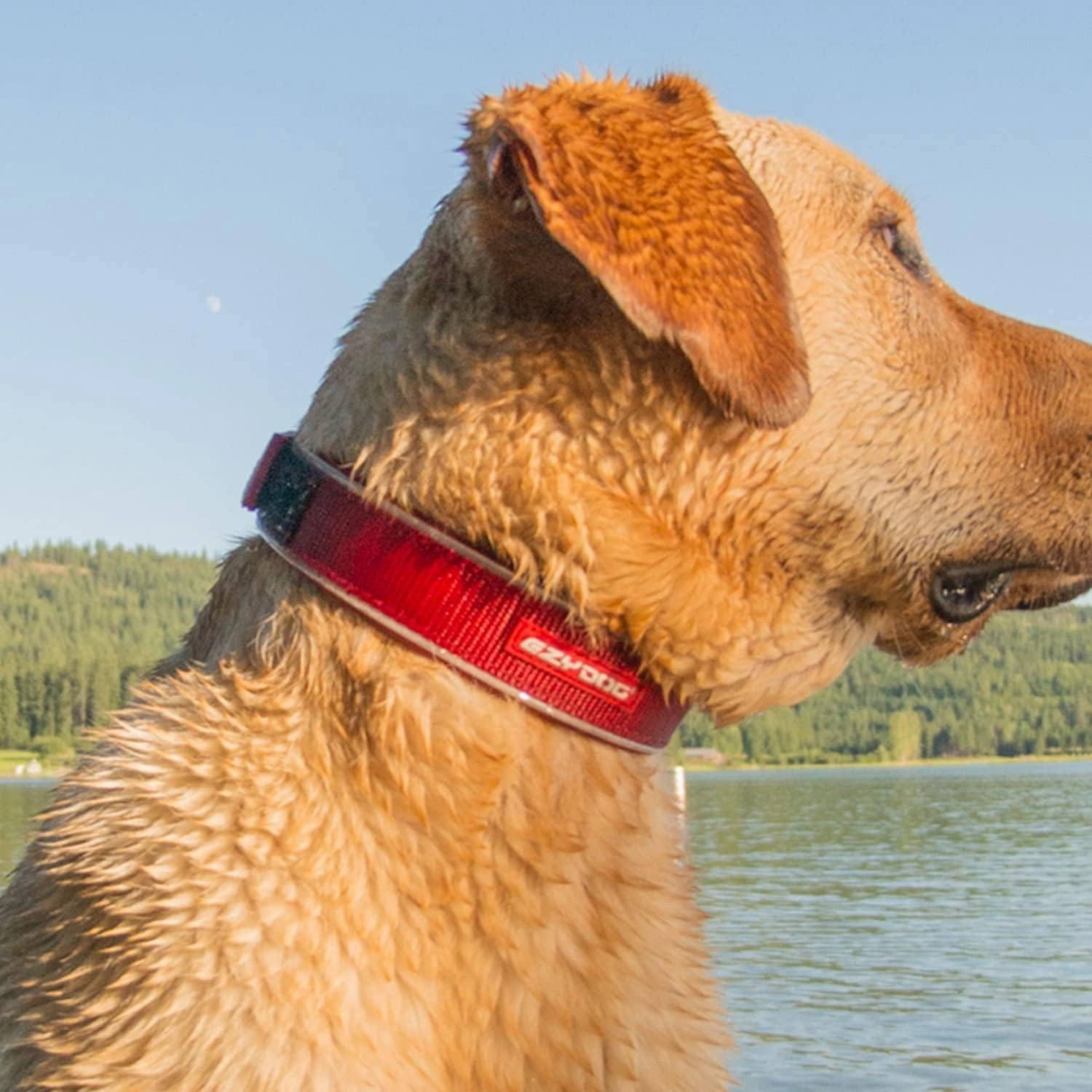 EzyDog Neo Dog Collar - Waterproof & Reflective Dog Collar with Soft Padded Neoprene for Comfort & Durable Nylon – Features Quick Release Buckle and Built-in ID Clip (Medium, Blue)