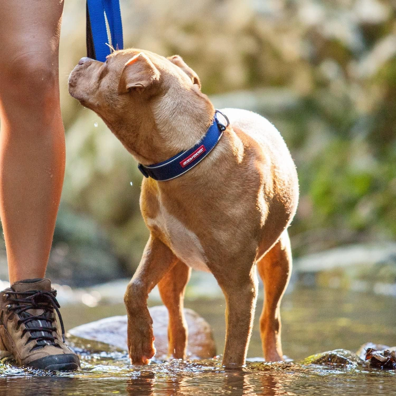 EzyDog Neo Dog Collar - Waterproof & Reflective Dog Collar with Soft Padded Neoprene for Comfort & Durable Nylon – Features Quick Release Buckle and Built-in ID Clip (Medium, Blue)