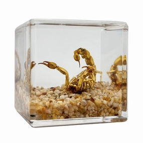 Real Scorpion in Resin,Specimen in Resin, Gift for Curious Kids and Potential Biologists, Paperweight as Miniature Desert