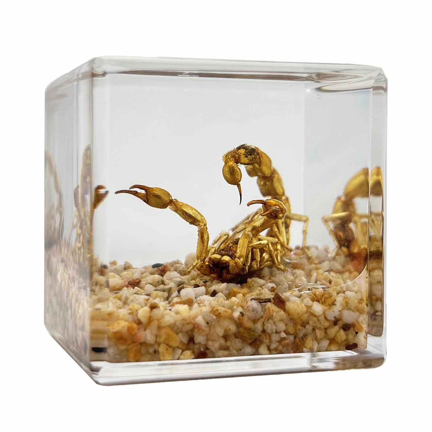 Real Scorpion in Resin,Specimen in Resin, Gift for Curious Kids and Potential Biologists, Paperweight as Miniature Desert