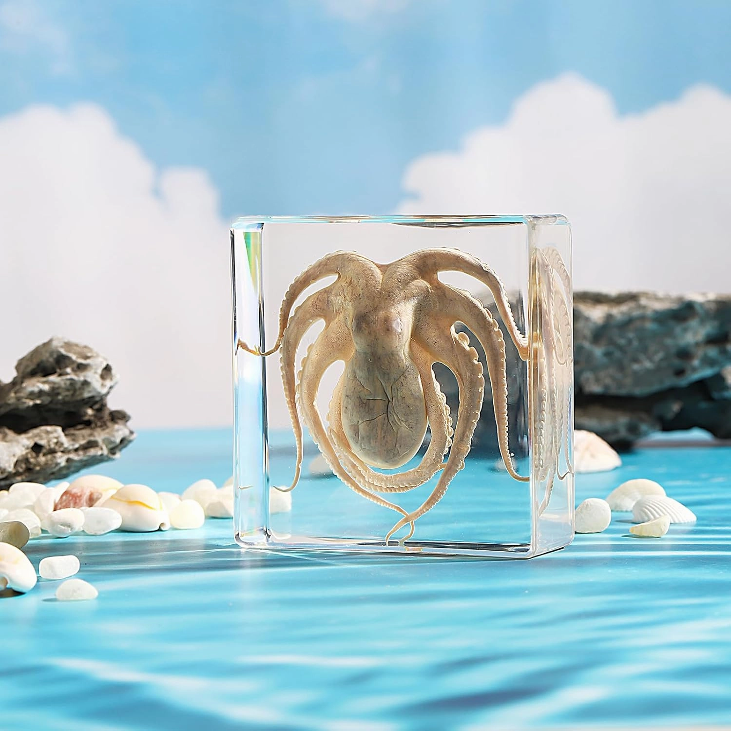 Taxidermy Octopus, Real Octopus Specimens Animal Specimen in Resin for Science Classroom Science Education, Great Gift for Fans of Taxidermy, Animal Skull, Oddities, Biology (3 x 3 x 1 inch)