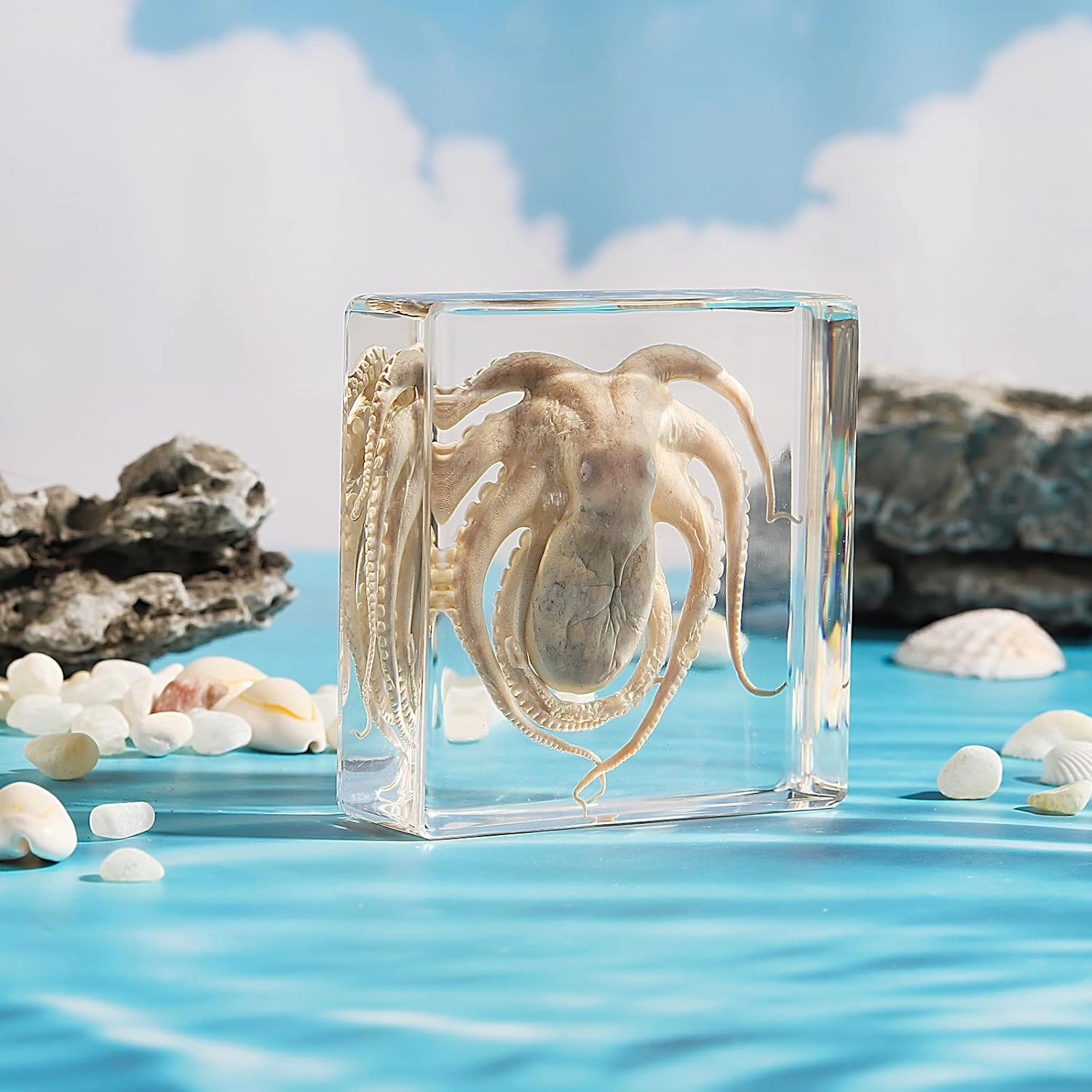 Taxidermy Octopus, Real Octopus Specimens Animal Specimen in Resin for Science Classroom Science Education, Great Gift for Fans of Taxidermy, Animal Skull, Oddities, Biology (3 x 3 x 1 inch)