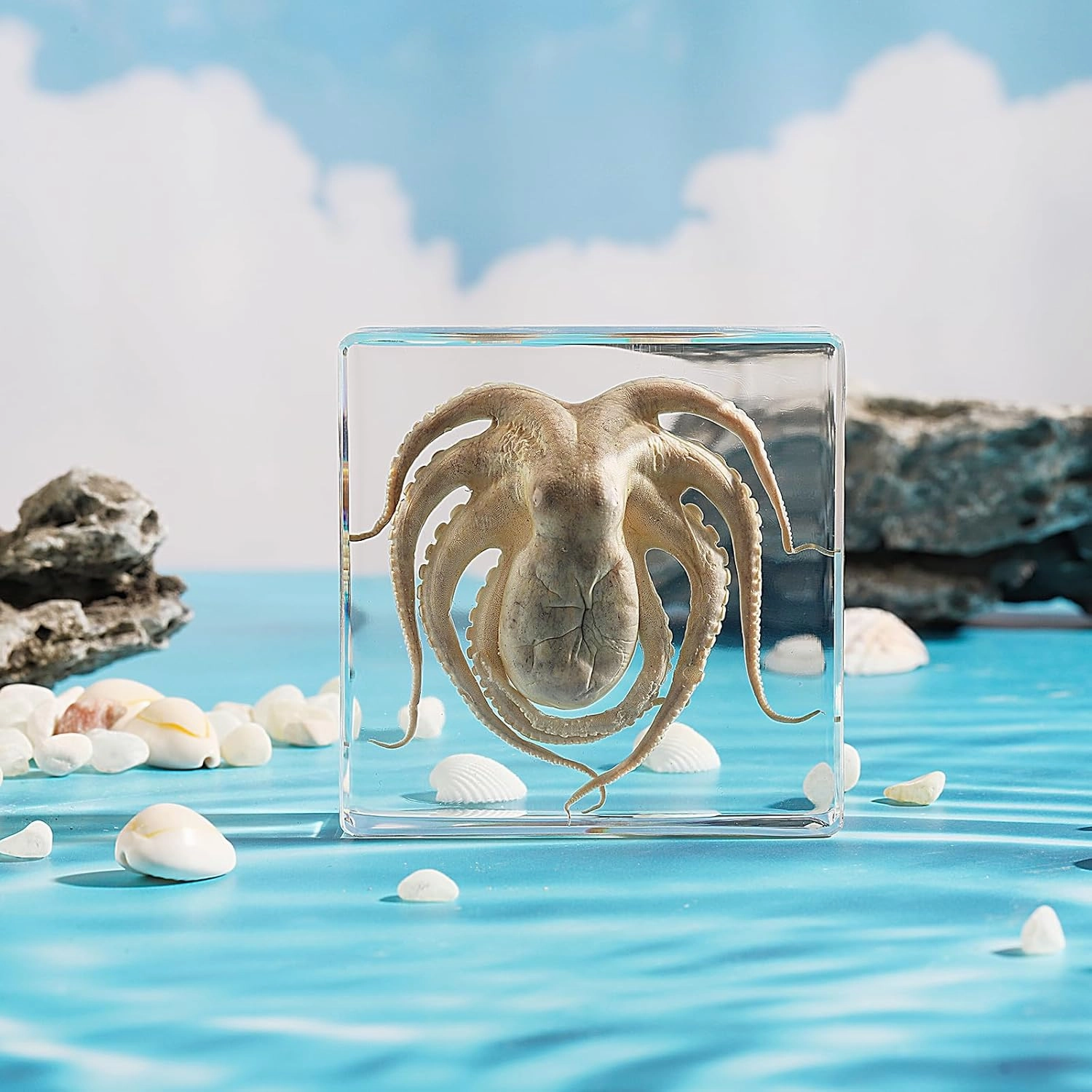 Taxidermy Octopus, Real Octopus Specimens Animal Specimen in Resin for Science Classroom Science Education, Great Gift for Fans of Taxidermy, Animal Skull, Oddities, Biology (3 x 3 x 1 inch)