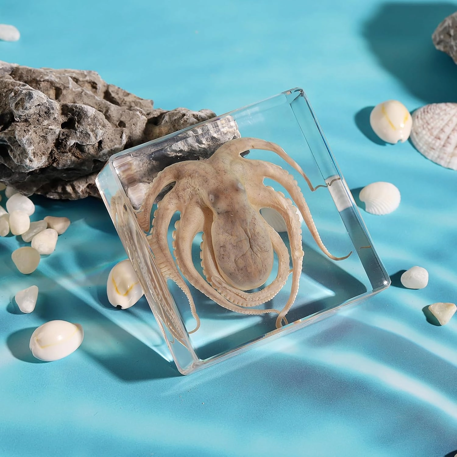 Taxidermy Octopus, Real Octopus Specimens Animal Specimen in Resin for Science Classroom Science Education, Great Gift for Fans of Taxidermy, Animal Skull, Oddities, Biology (3 x 3 x 1 inch)