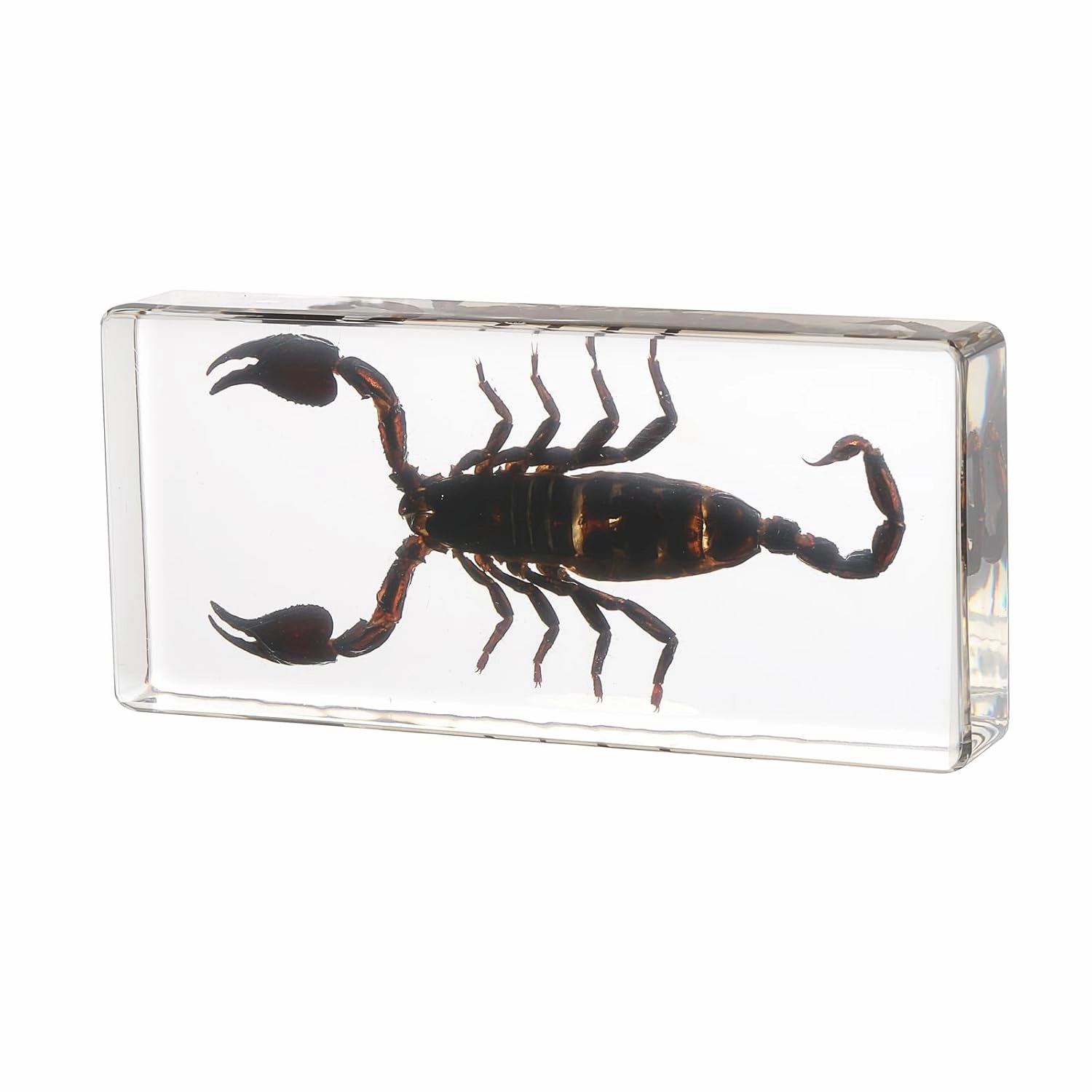 Taxidermy Scorpion, Real Scorpion Specimens Animal Specimen in Resin for Science Classroom Science Education, Great Gift for Fans of Taxidermy, Animal Skull, Oddities, Biology (5.5x2.5x1 Inch)