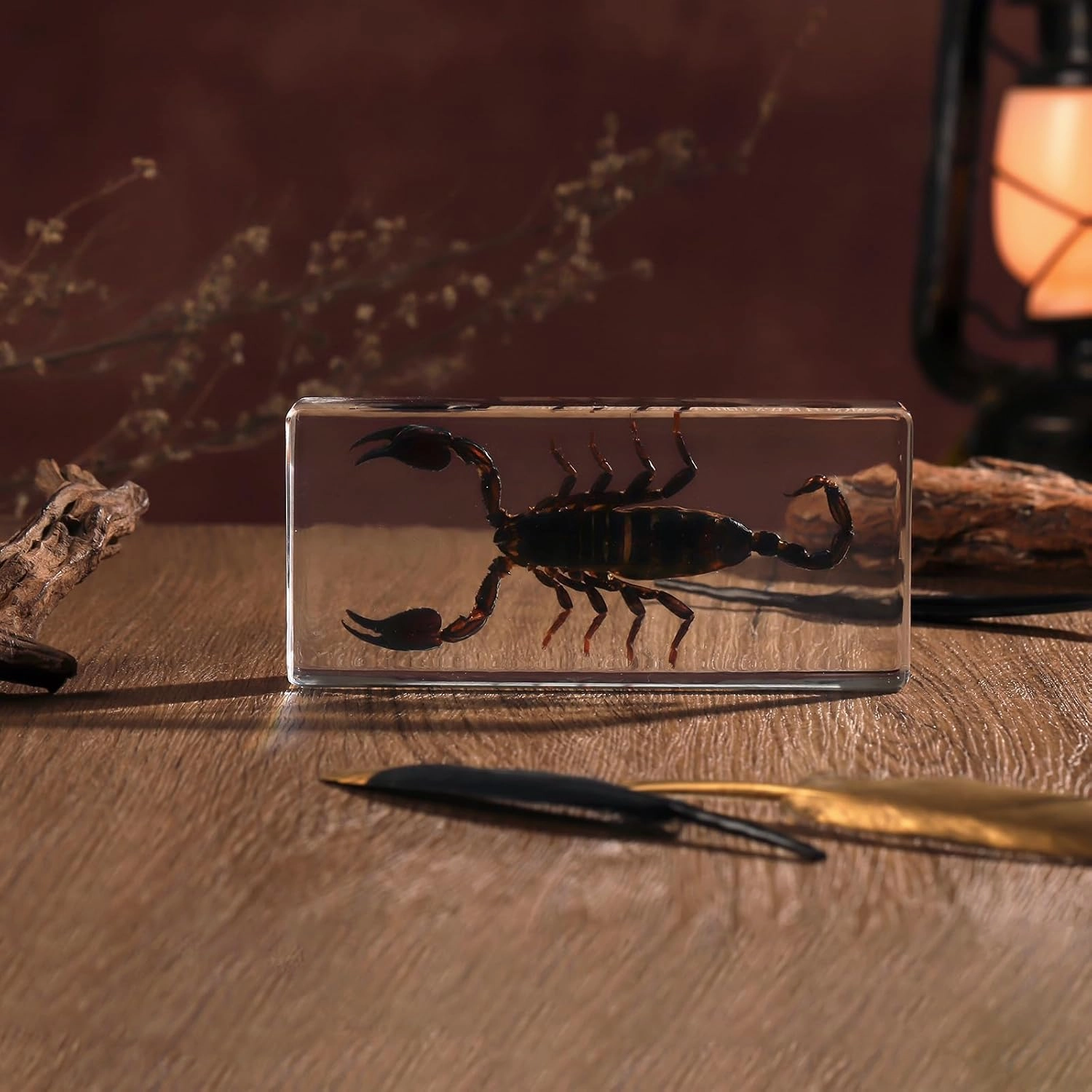 Taxidermy Scorpion, Real Scorpion Specimens Animal Specimen in Resin for Science Classroom Science Education, Great Gift for Fans of Taxidermy, Animal Skull, Oddities, Biology (5.5x2.5x1 Inch)