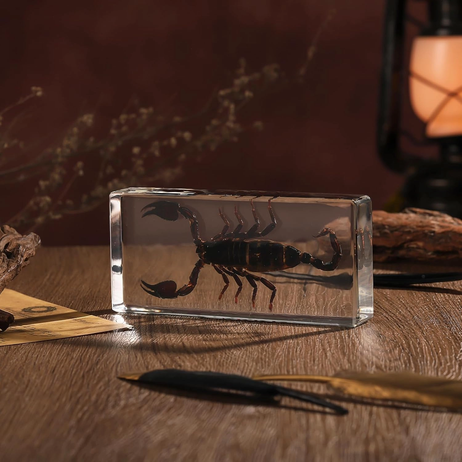 Taxidermy Scorpion, Real Scorpion Specimens Animal Specimen in Resin for Science Classroom Science Education, Great Gift for Fans of Taxidermy, Animal Skull, Oddities, Biology (5.5x2.5x1 Inch)