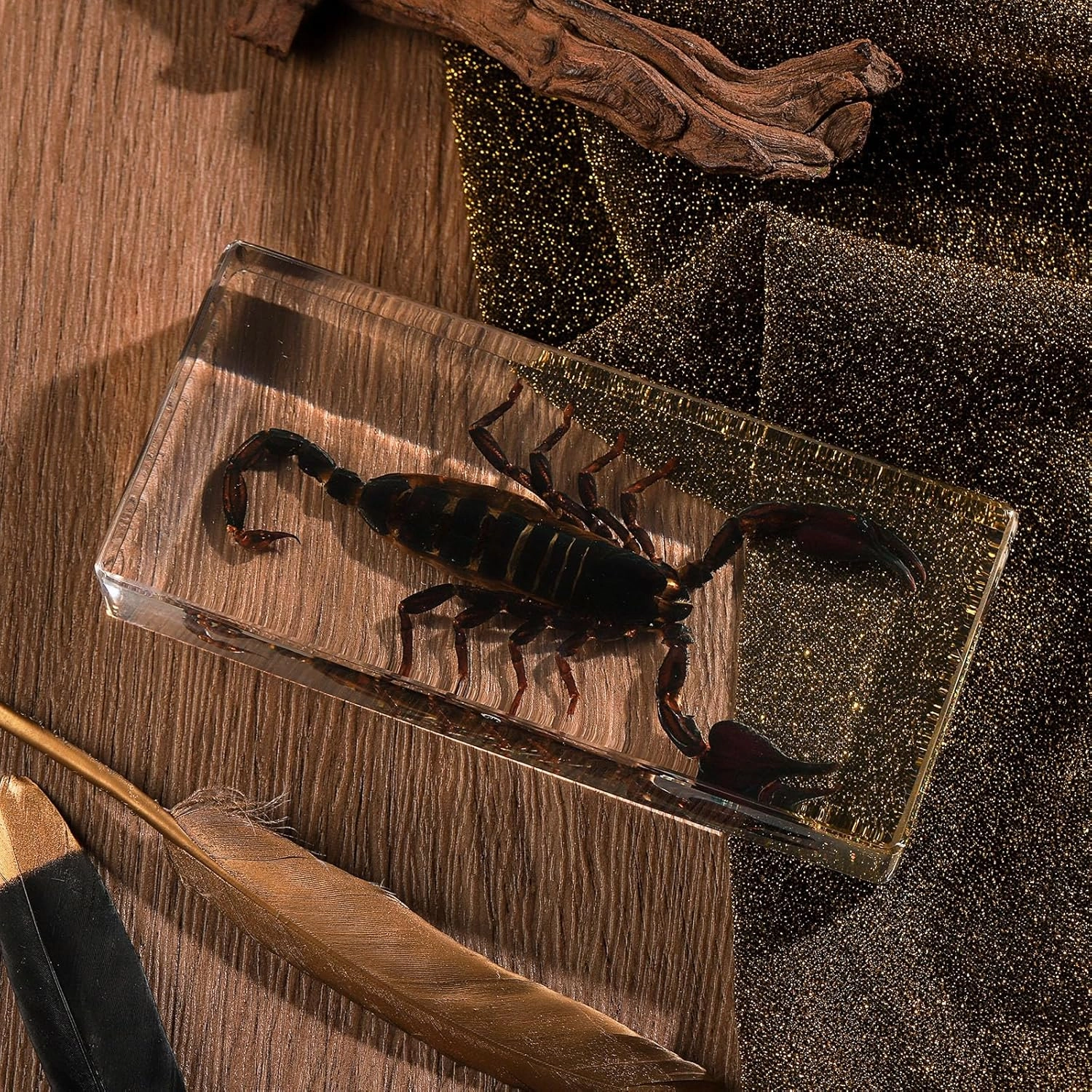 Taxidermy Scorpion, Real Scorpion Specimens Animal Specimen in Resin for Science Classroom Science Education, Great Gift for Fans of Taxidermy, Animal Skull, Oddities, Biology (5.5x2.5x1 Inch)
