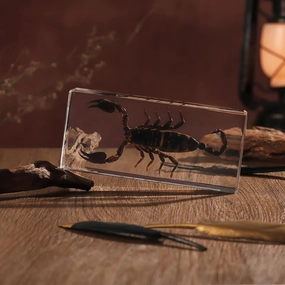 Taxidermy Scorpion, Real Scorpion Specimens Animal Specimen in Resin for Science Classroom Science Education, Great Gift for Fans of Taxidermy, Animal Skull, Oddities, Biology (5.5x2.5x1 Inch)