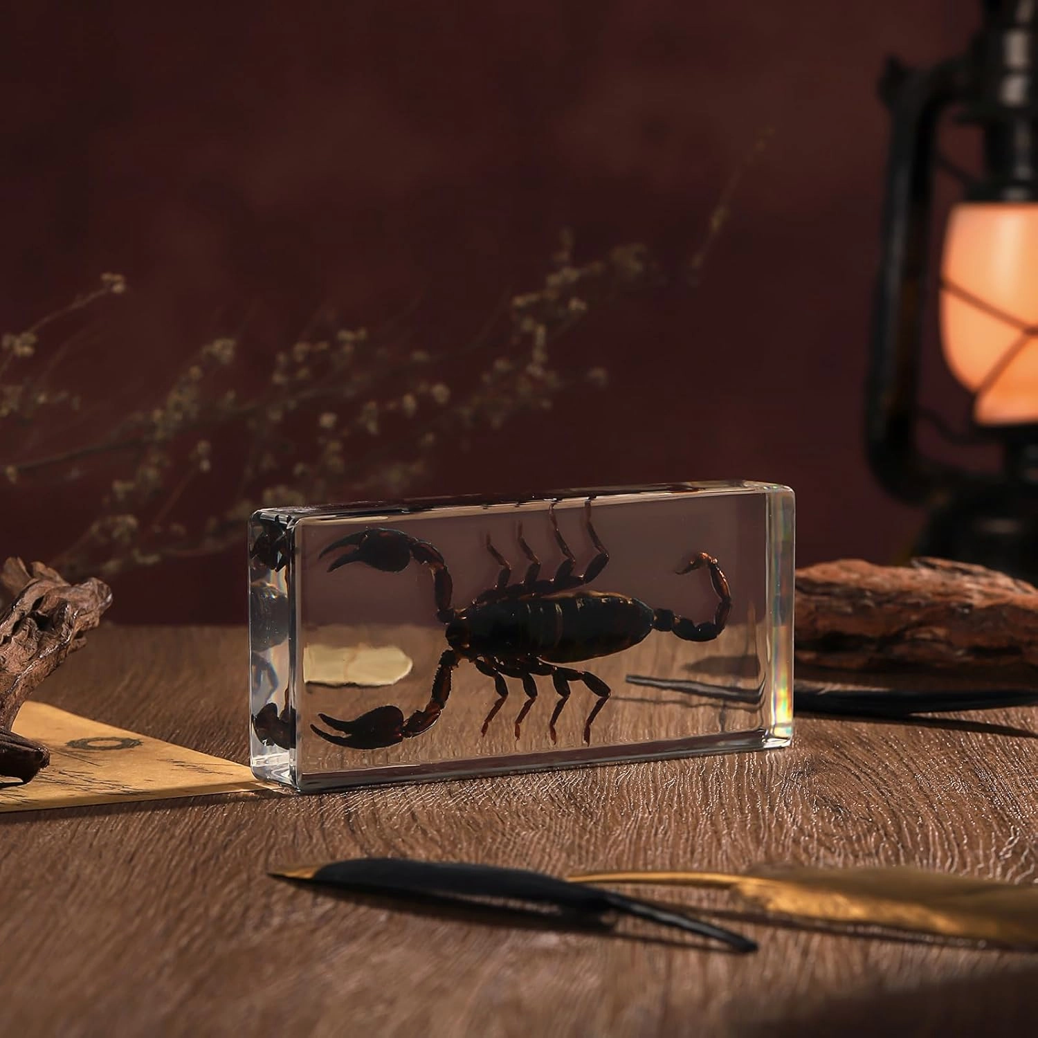 Taxidermy Scorpion, Real Scorpion Specimens Animal Specimen in Resin for Science Classroom Science Education, Great Gift for Fans of Taxidermy, Animal Skull, Oddities, Biology (5.5x2.5x1 Inch)