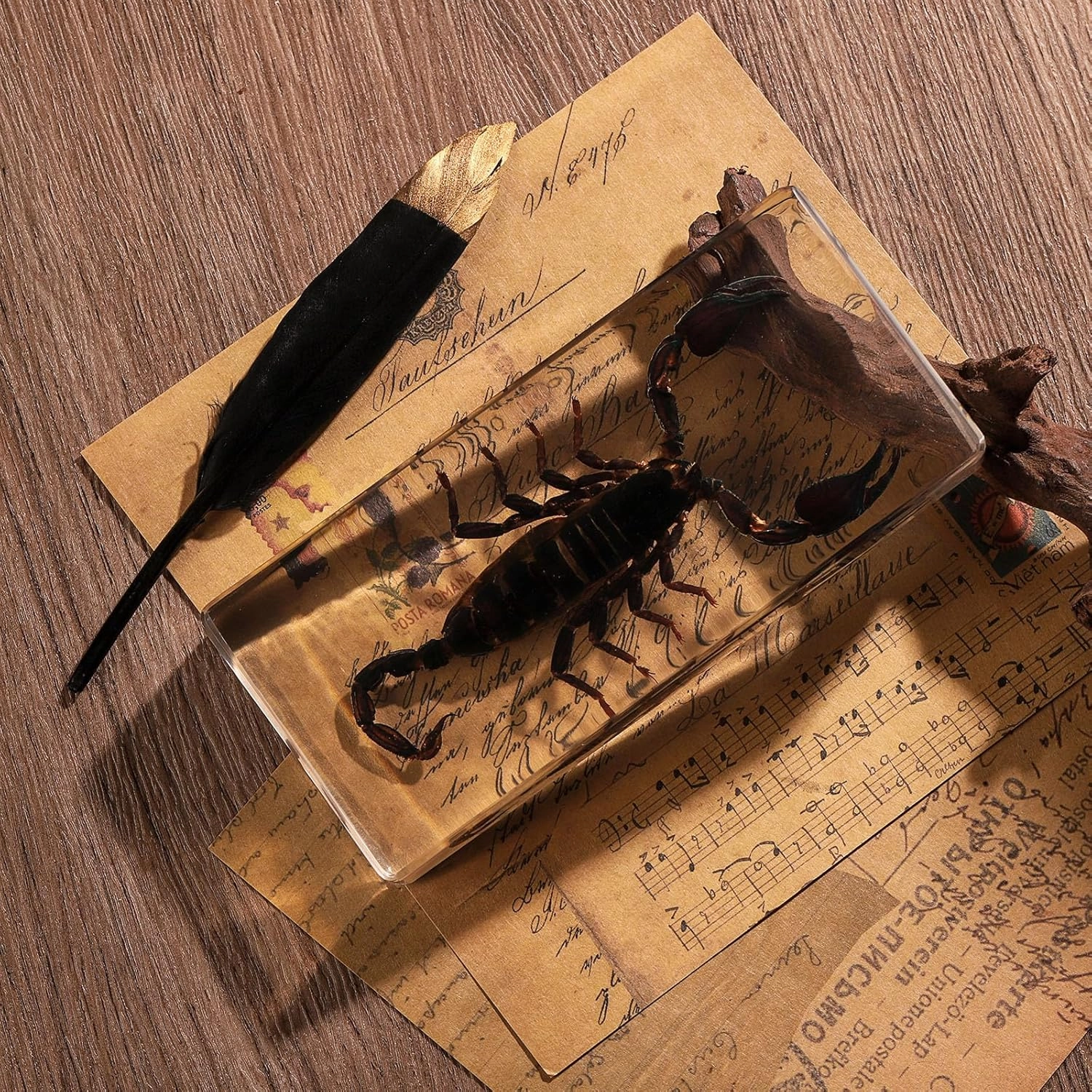 Taxidermy Scorpion, Real Scorpion Specimens Animal Specimen in Resin for Science Classroom Science Education, Great Gift for Fans of Taxidermy, Animal Skull, Oddities, Biology (5.5x2.5x1 Inch)